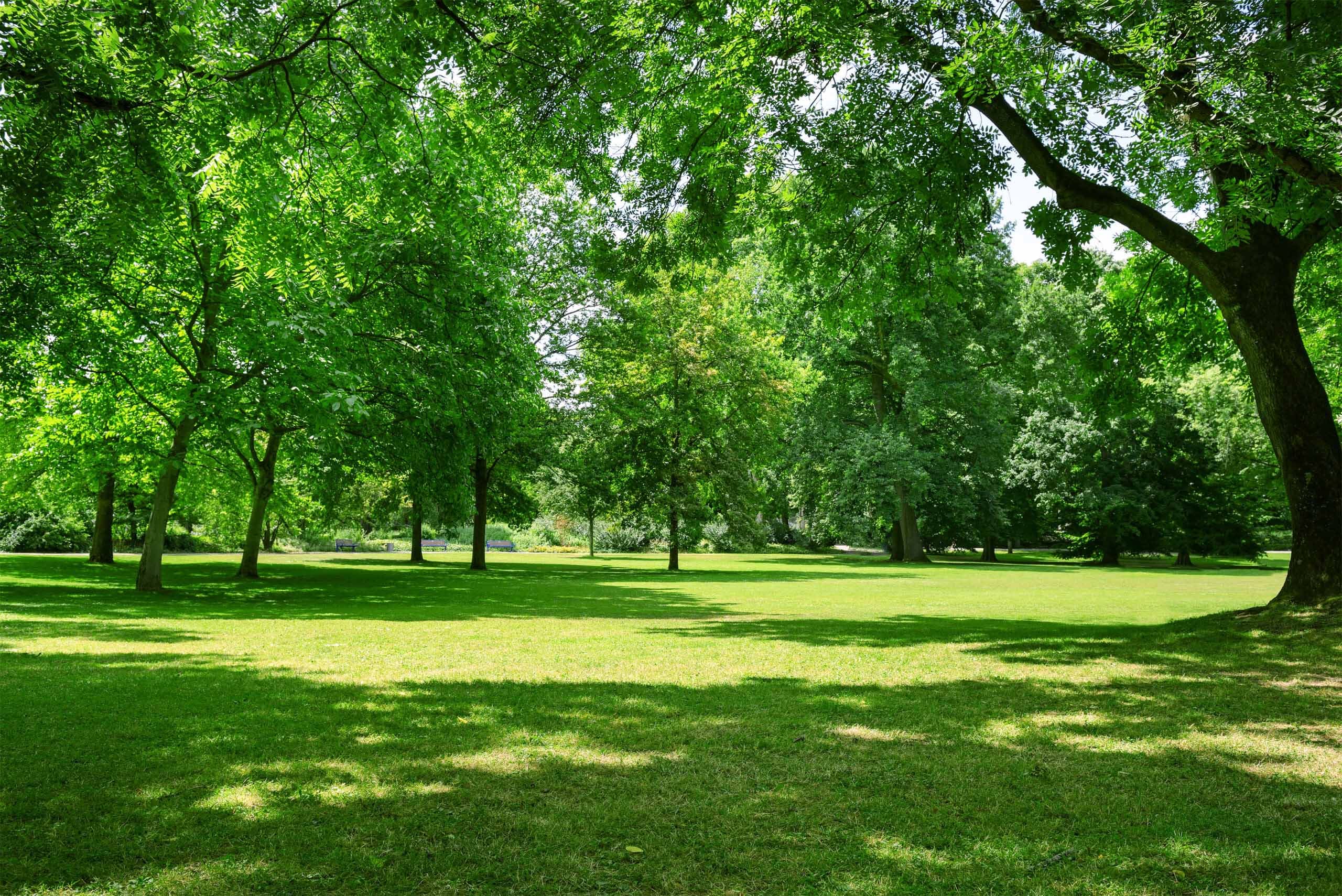 A shady field of trees on a sunny day.